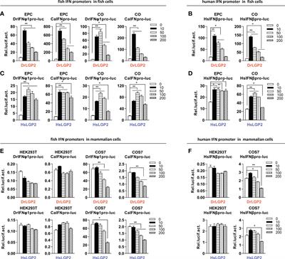 Function conservation and disparities of zebrafish and human LGP2 genes in fish and mammalian cells responsive to poly(I:C)